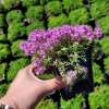 Macierzanka Doerflera 'Bressingham Seedling'