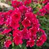Floks wiechowaty 'Flame Red'