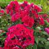 Floks wiechowaty 'Flame Red'