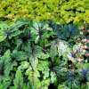 Tiarella 'Sugar And Spice'
