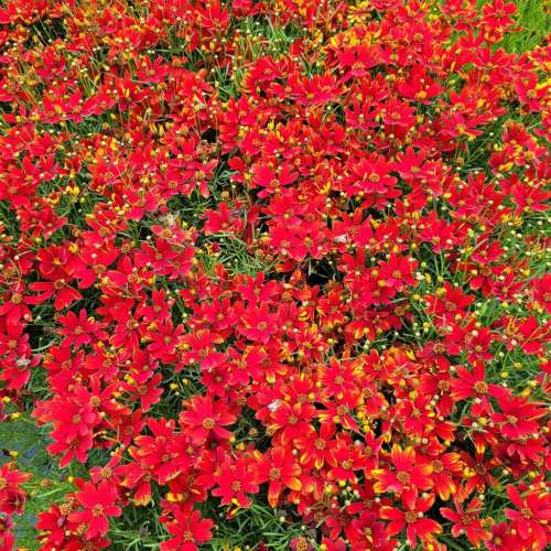 Nachyłek 'Ladybird'