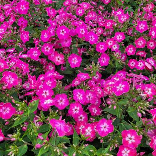 Floks (Płomyk) wiechowaty