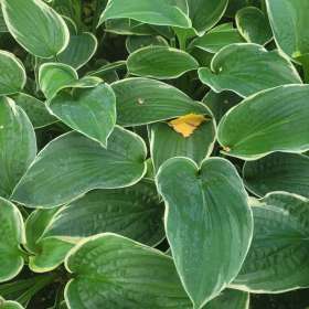 Funkia 'American Halo'