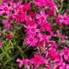 Floks szydlasty 'Scarlet Flame'