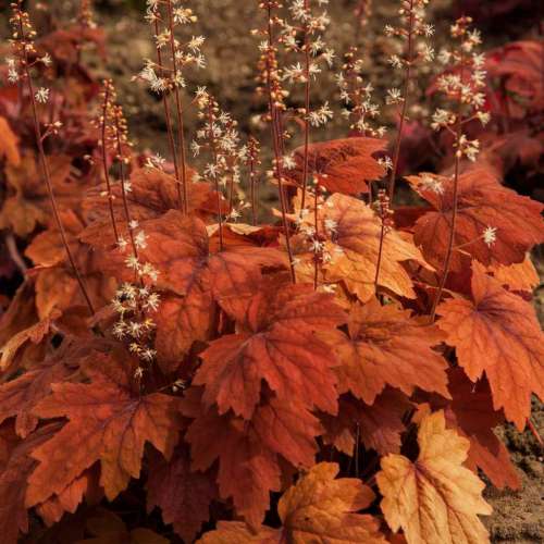 Żuraweczka 'Sweet Tea'