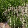 Lawenda wąskolistna 'Rosea'