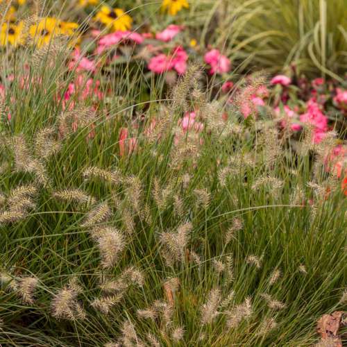 Rozplenica japońska 'Little Bunny'