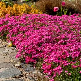 Floks szydlasty 'Scarlet Flame'