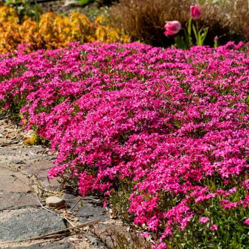 Floks szydlasty 'Scarlet Flame'
