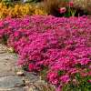 Floks szydlasty 'Scarlet Flame'