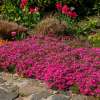 Floks szydlasty 'Scarlet Flame'