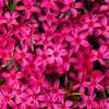 Floks szydlasty 'Scarlet Flame'