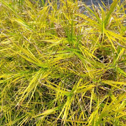 Turzyca muskegońska