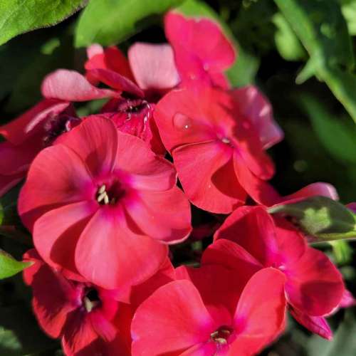 Floks wiechowaty 'Flame Watermelon'