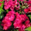 Floks wiechowaty 'Flame Watermelon'