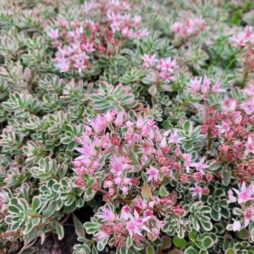 Rozchodnik kaukaski 'Tricolor'