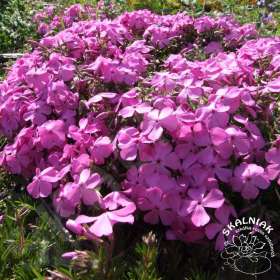 Floks szydlasty 'McDaniels Cushion'