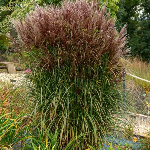 Miskant chiński 'Versamlung'