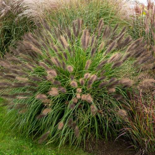 Rozplenica (Piórkówka)