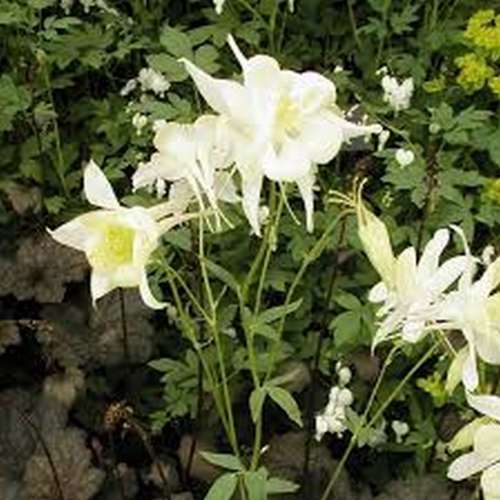Orlik niebieski 'White Star'