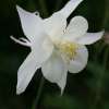 Orlik niebieski 'White Star'