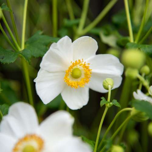 Zawilec 'Summer Breeze Snow'