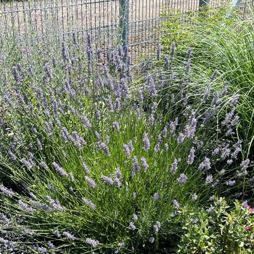 Lawenda pośrednia 'Platinum Blonde'