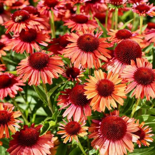 Jeżówka purpurowa 'Meditation Cerise'