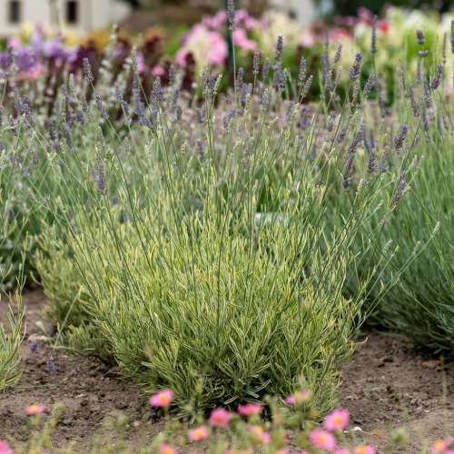 Lawenda pośrednia 'Phenomenal'