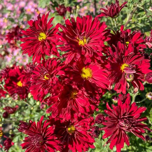 Złocień 'Clara Curtis'