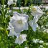 Dzwonek brzoskwiniolistny 'Grandiflora Alba'