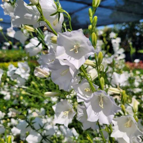 Dzwonek brzoskwiniolistny 'Grandiflora Alba'