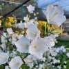 Dzwonek brzoskwiniolistny 'Grandiflora Alba'