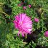 Aster krzaczasty 'Jenny'