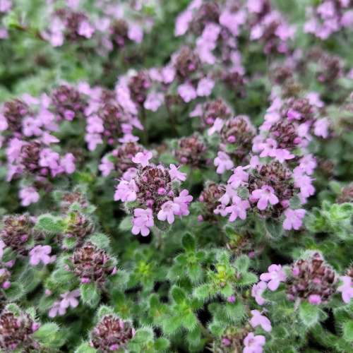 Macierzanka wczesna 'Pseudolanguinosus'