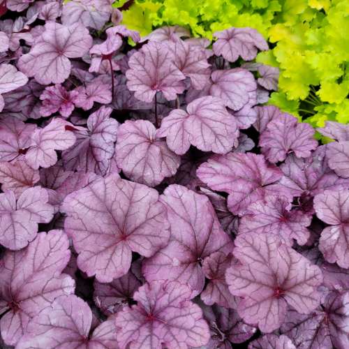 Żurawka 'Pink Panter'