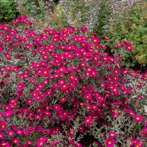 Aster nowobelgijski 'Crimson Brocade'