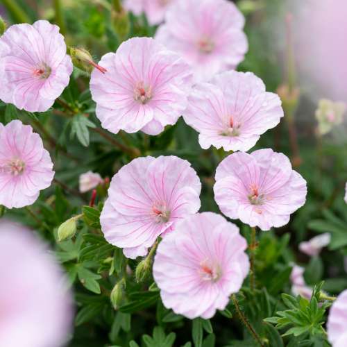 Bodziszek czerwony ssp. striatum