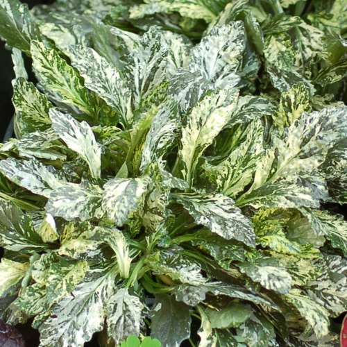 Dąbrówka rozłogowa 'Sparkler'