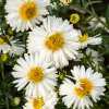 Aster nowobelgijski 'White Ladies'