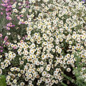 Aster nowobelgijski 'White Ladies'