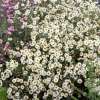 Aster nowobelgijski 'White Ladies'