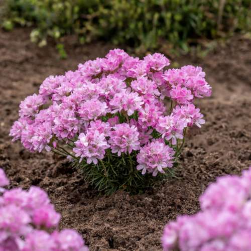 Zawciąg jałowcolistny