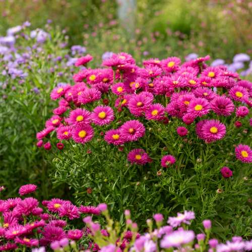 Aster krzaczasty 'Jenny'
