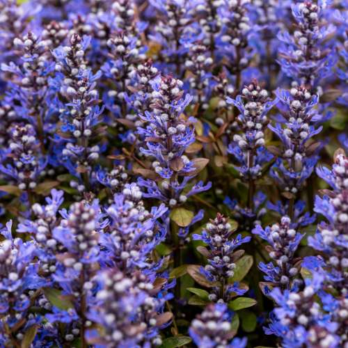 Dąbrówka 'Chocolate Chip'