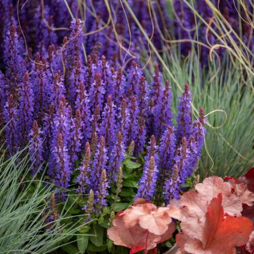 Szałwia omszona (gajowa)