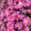 Aster krzaczasty 'Jenny'