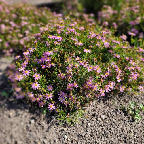 Nachyłek różowy 'American Dream'