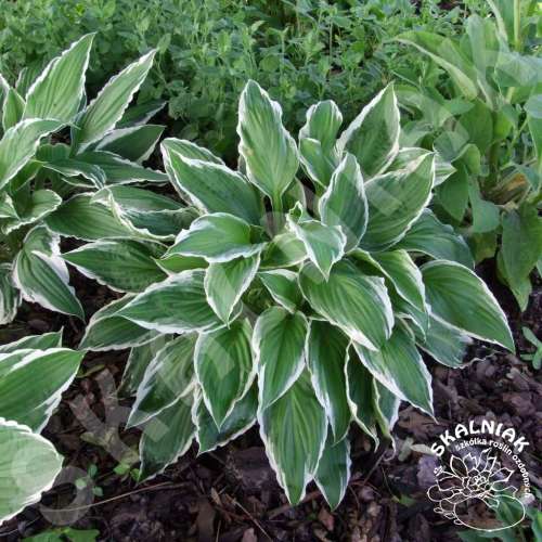 Funkia 'Ginco Craig'