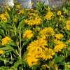 Rudbekia naga 'Goldquelle'